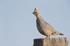 Scaled Quail, Callipepla squamata