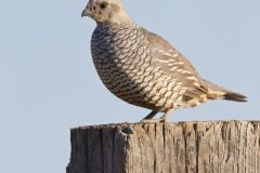 Scaled Quail, Callipepla squamata