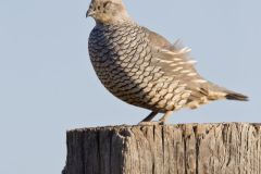 Scaled Quail, Callipepla squamata