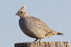 Scaled Quail, Callipepla squamata