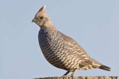 Scaled Quail, Callipepla squamata