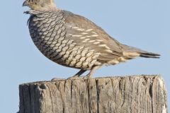 Scaled Quail, Callipepla squamata