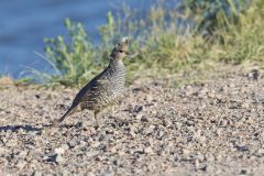 Scaled Quail, Callipepla squamata
