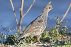 Scaled Quail, Callipepla squamata