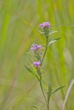 Scaly Blazing Star, Liatris squarrosa