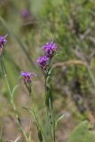 Scaly Blazing Star, Liatris squarrosa