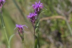 Scaly Blazing Star