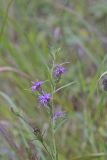 Scaly Blazing Star, Liatris squarrosa