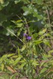 Scaly Blazing Star, Liatris squarrosa