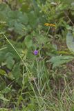 Scaly Blazing Star, Liatris squarrosa
