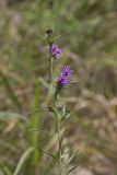 Scaly Blazing Star, Liatris squarrosa
