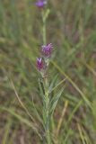 Scaly Blazing Star, Liatris squarrosa