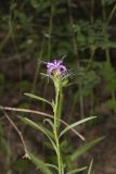 Scaly Blazing Star, Liatris squarrosa