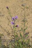 Scaly Blazing Star, Liatris squarrosa