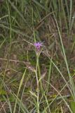 Scaly Blazing Star, Liatris squarrosa