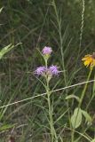 Scaly Blazing Star, Liatris squarrosa