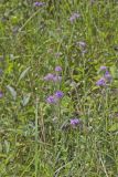 Scaly Blazing Star, Liatris squarrosa