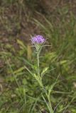 Scaly Blazing Star, Liatris squarrosa