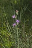Scaly Blazing Star, Liatris squarrosa