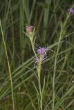 Scaly Blazing Star, Liatris squarrosa