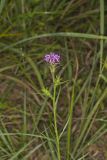 Scaly Blazing Star, Liatris squarrosa