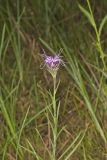 Scaly Blazing Star, Liatris squarrosa