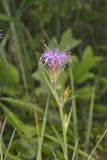 Scaly Blazing Star, Liatris squarrosa