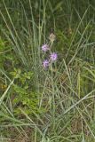 Scaly Blazing Star, Liatris squarrosa