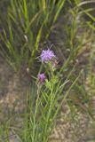 Scaly Blazing Star, Liatris squarrosa