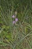 Scaly Blazing Star, Liatris squarrosa