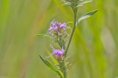 Scaly Blazing Star, Liatris squarrosa