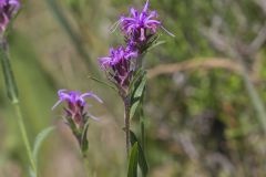 Scaly Blazing Star, Liatris squarrosa