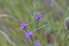 Scaly Blazing Star, Liatris squarrosa