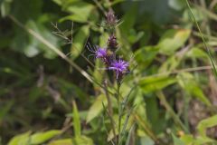 Scaly Blazing Star, Liatris squarrosa
