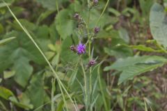 Scaly Blazing Star, Liatris squarrosa
