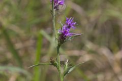 Scaly Blazing Star, Liatris squarrosa