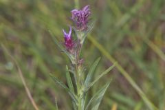 Scaly Blazing Star, Liatris squarrosa