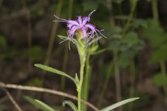 Scaly Blazing Star, Liatris squarrosa