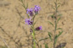 Scaly Blazing Star, Liatris squarrosa