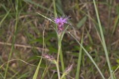 Scaly Blazing Star, Liatris squarrosa