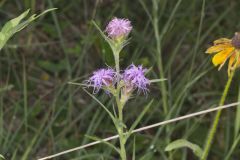 Scaly Blazing Star, Liatris squarrosa