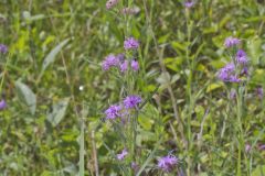 Scaly Blazing Star, Liatris squarrosa