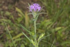 Scaly Blazing Star, Liatris squarrosa