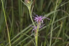 Scaly Blazing Star, Liatris squarrosa