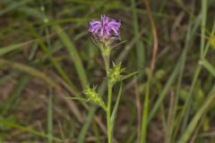 Scaly Blazing Star, Liatris squarrosa