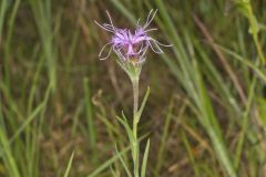 Scaly Blazing Star, Liatris squarrosa