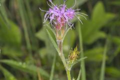 Scaly Blazing Star, Liatris squarrosa