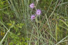 Scaly Blazing Star, Liatris squarrosa