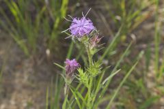 Scaly Blazing Star, Liatris squarrosa