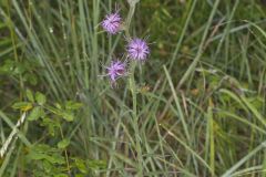 Scaly Blazing Star, Liatris squarrosa